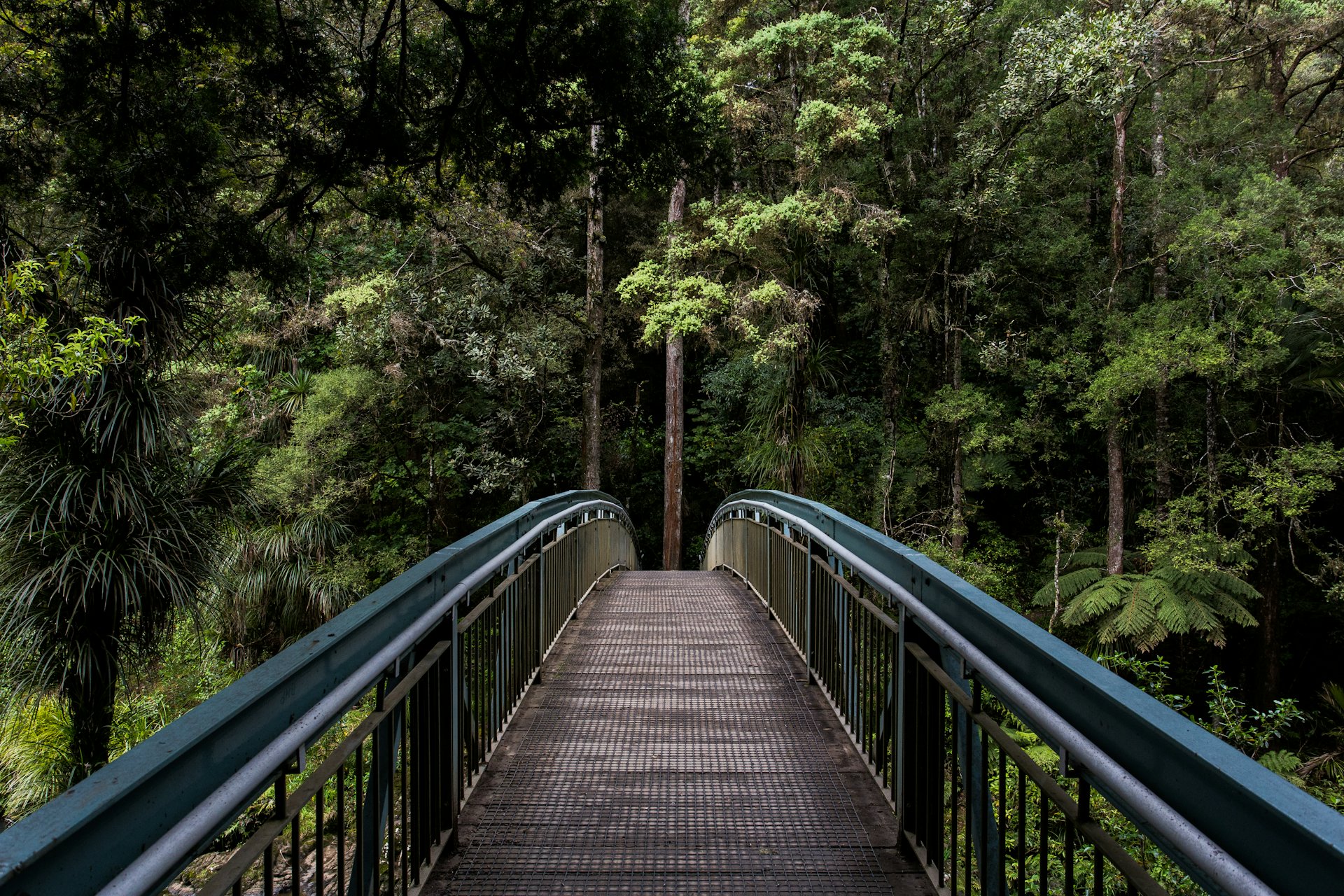 A footbridge into tall forest