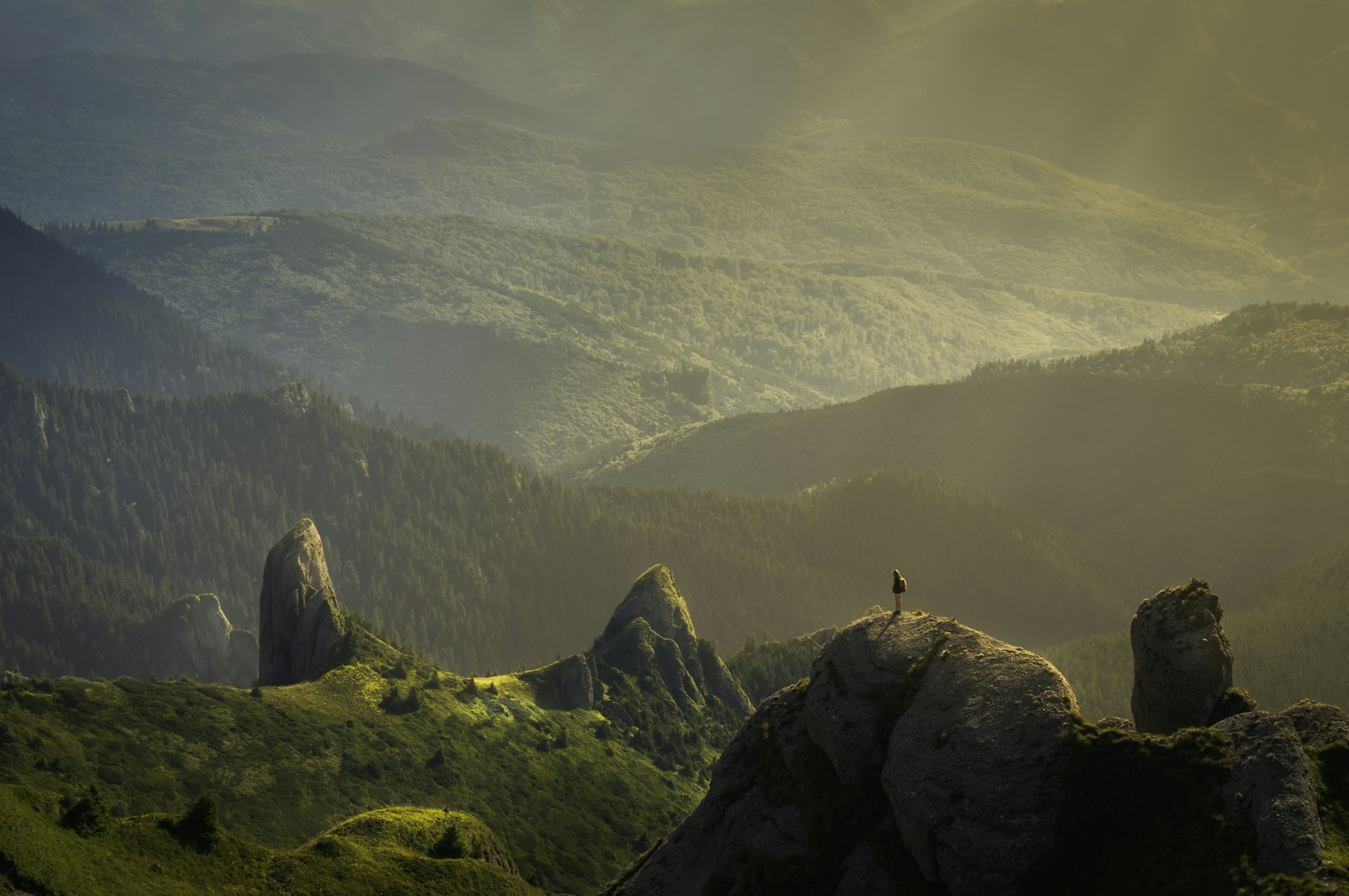 Forested hills in golden evening light